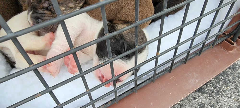 Puppy-Tongues-So-Cute-How-could-you-NOT-help-out