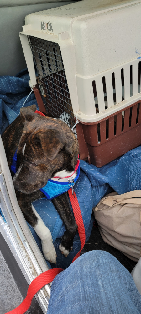 Daisy-on-the-back-seat-of-the-Bonanza-getting-ready