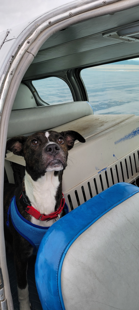 Daisy-on-the-back-seat-of-the-Bonanza-all-attention