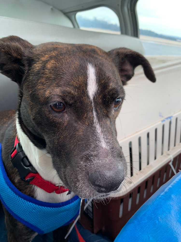 What-a-smart-looking-dog-After-Landing-