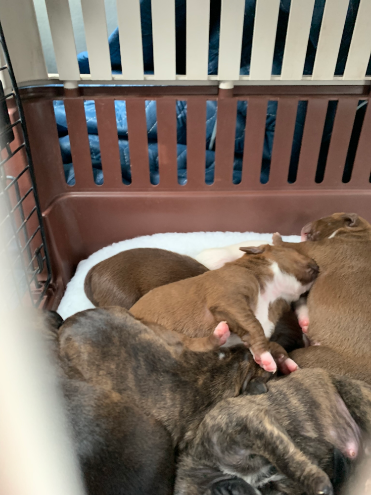 A-Pile-O-Puppies-how-wonderful