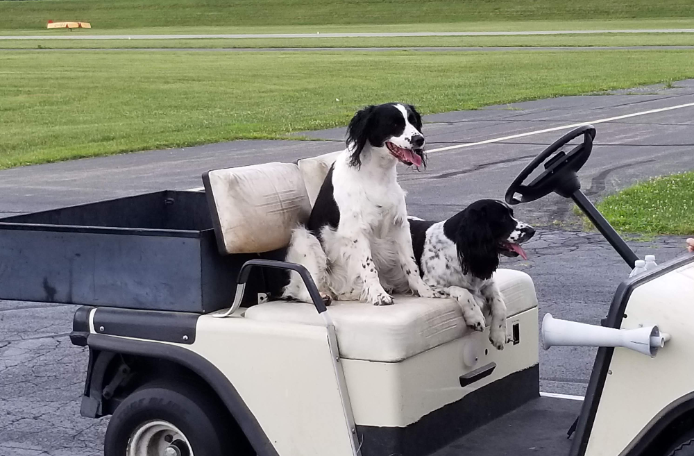 Maintenance-Day-the-ever-present-Moraine-Airpark-Dogs