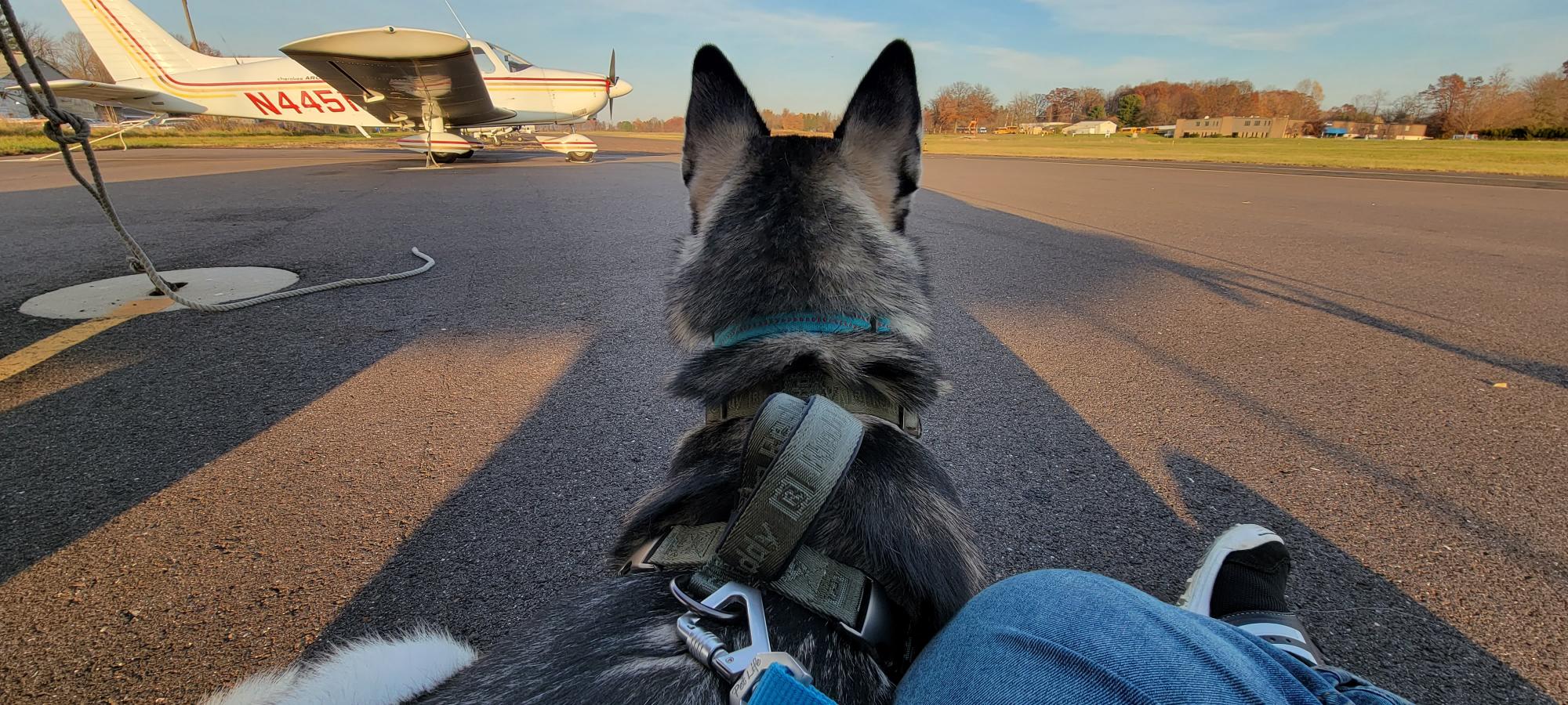 Such-a-good-boy-Jasper-was-fascinated-watching-the-airplanes