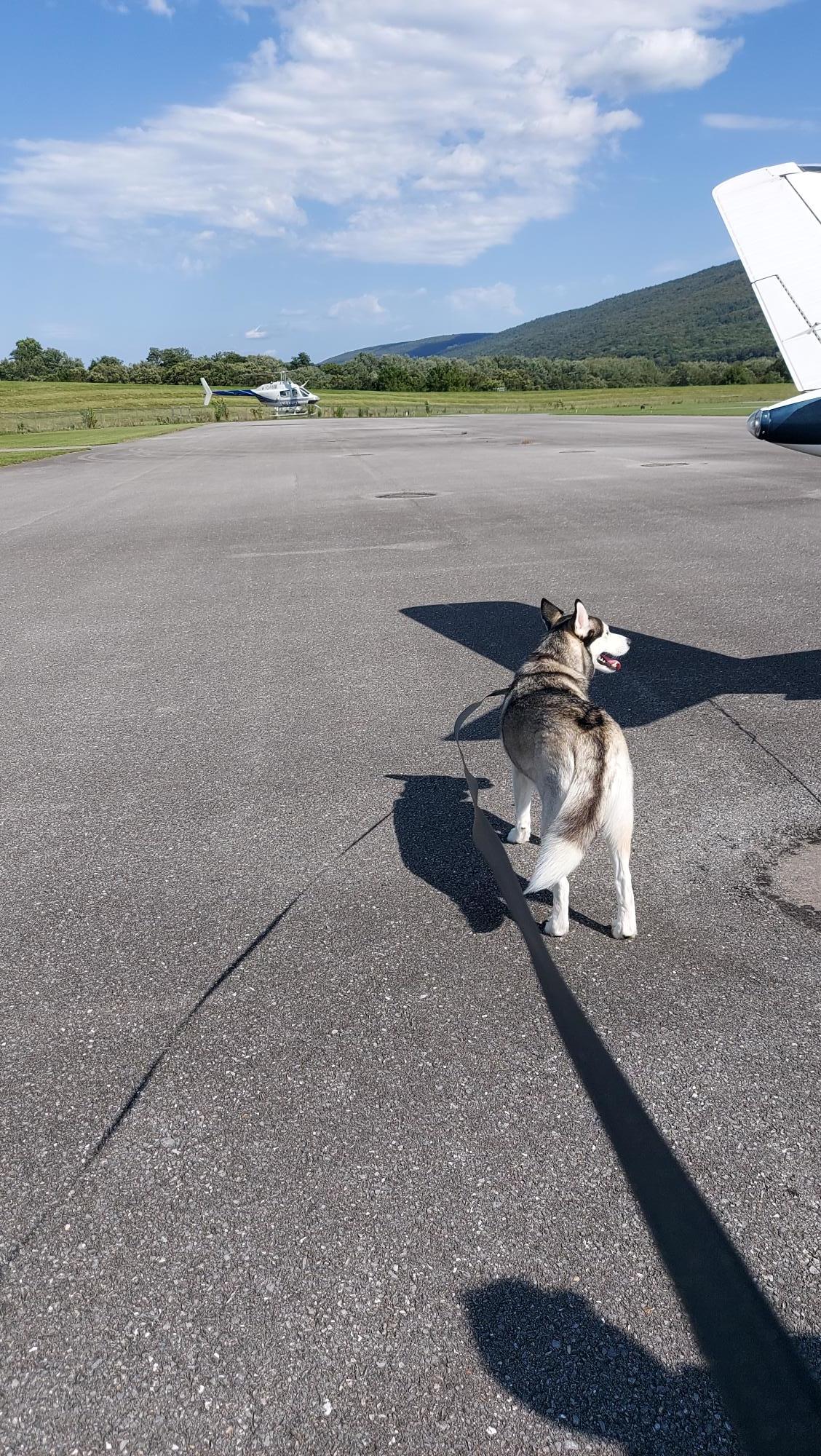 Jasper-loves-to-watch-airplane-and-flying-things-He-thinks