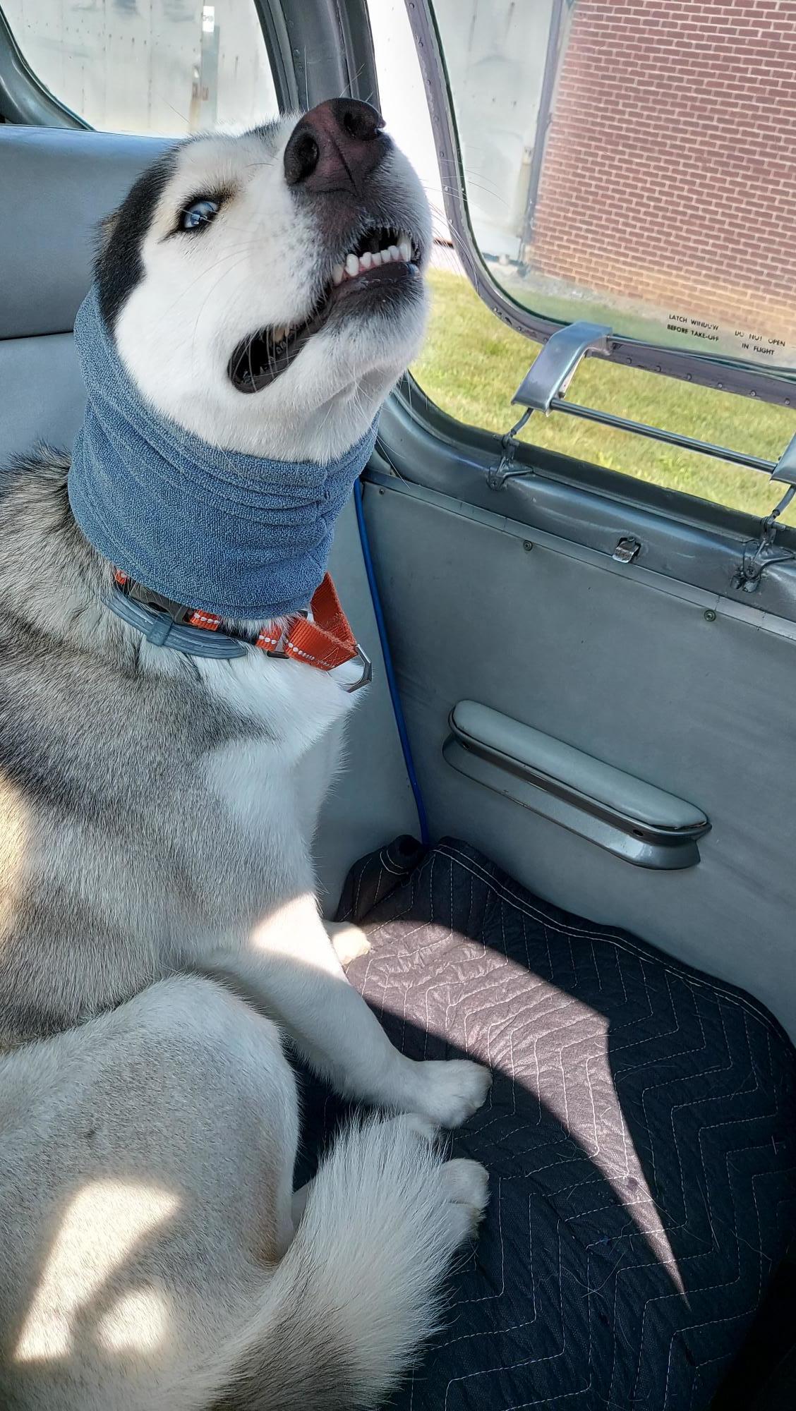 Sniffing-the-smells-during-the-taxi