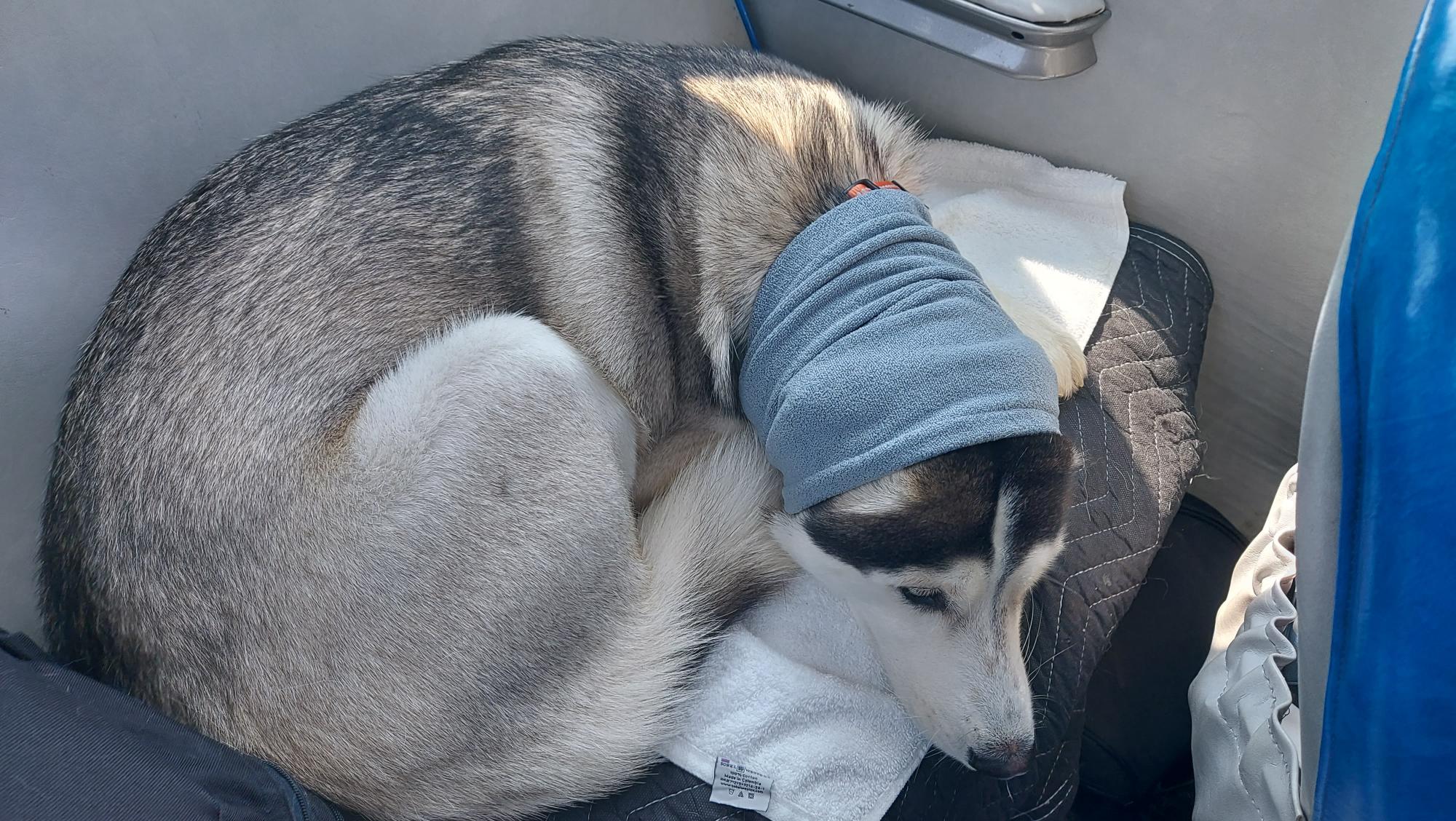 Napping-on-the-backseat-of-the-plane