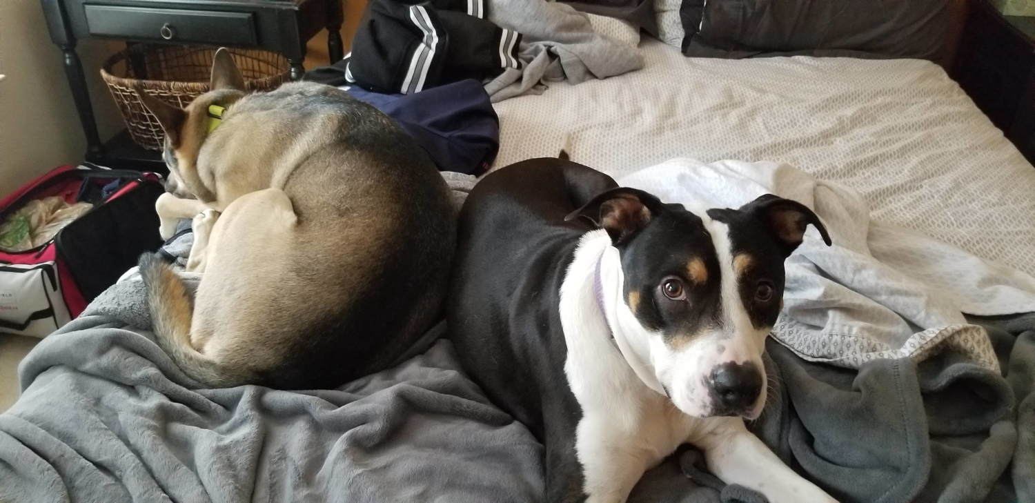 The-dogs-cute-girls-right-Durham-NC