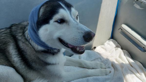 Jasper-relaxing-ear-protection-has-stayed-on-but-for-how